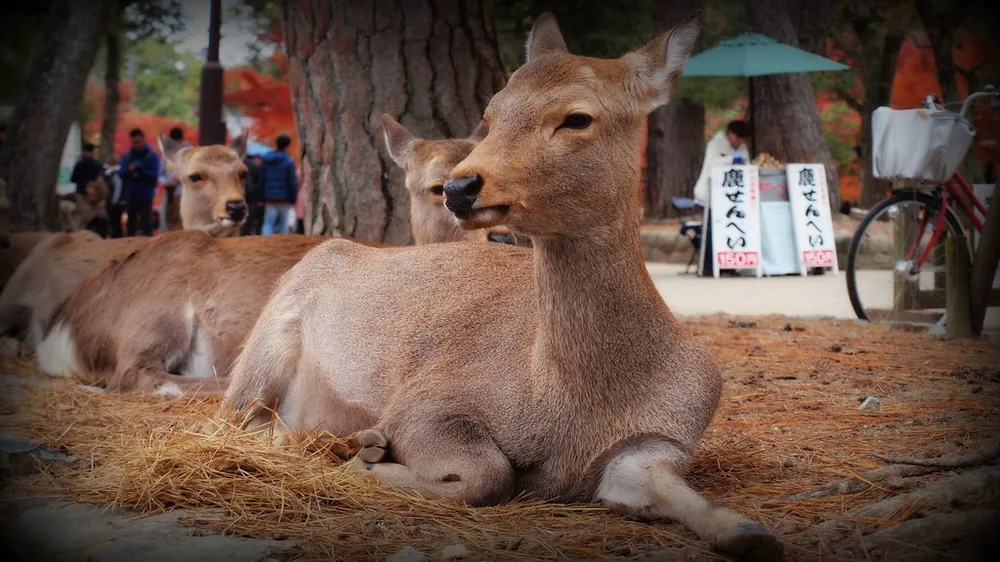 Nara deer in autumn